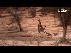 A giraffe attacked by lionesses miraculously survives