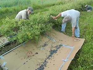 Haskap Hand Harvesting techniques - Slap Rake Catch