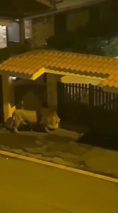 437K views · 1.4K reactions | Ladispoli in provincia di Roma . Novembre 2023 Leone scappa dal circo a Ladispoli e gira in piena libertà panico in città in seguito verrà catturato e messo in sicurezza. #italy #italia #cittaborghiluoghiditalia #Lazio #roma #ladispoli #leon #fyp #viralreels | Città Borghi & Luoghi d'Italia | Facebook