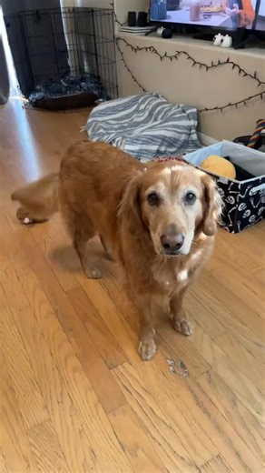 Sirius is always such a happy boy #love #dogs #dogtalk #mydog #reels #reelsfbシ #hermes #pets #reels #reels #trending #viralreels | Kenneth & Lauren