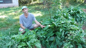 94K views · 1.4K reactions | Plantons de la consoude dans notre potager ! Elle apporte de la saveur à nos plats et fait du bien au jardin  | ici Breizh Izel | Facebook