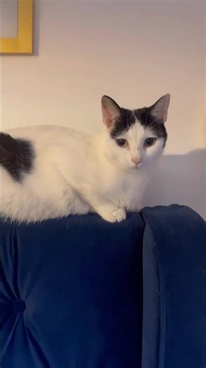 Funny cat hot chocolate #cat #Shorts #viral #FunnyCats