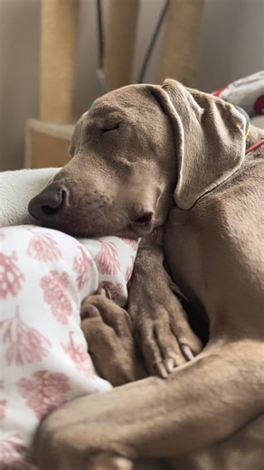Weimaraner on Instagram: "Credit : weim_chester TT #weimaraner #weimaranerpuppy #weimaranerlove #weimaranerlife #weimaranerworld #weimaranerclub #weimaranerofinstagram #weimaranersofinstagram #weimaranerlovers #weimaraner_feature #weimaranerlover #weimaraneroftheday #weimaraneraddict #blueweimaraner #weim #weimlove #weimmoments #weimaddict #weimcommunity #weimlife #weimobsessed #weimtime #weimaraners #dogtoy#dogtoys#dogtoysofinstagram#dogtoysdceverywhere#dogtoysfordays"