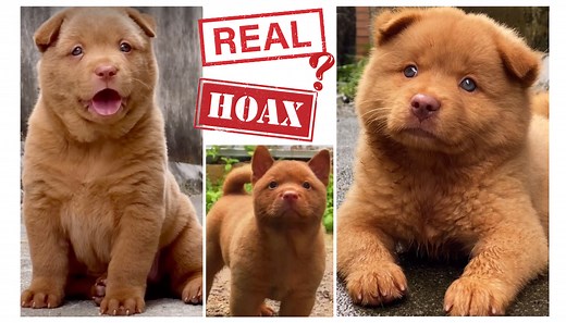 Red Cantonese Bear Dog: Hoax or Rare Breed? - Rocky Kanaka