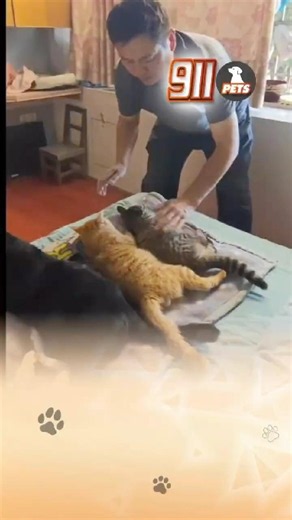 Những bé mèo có giấc ngủ ngon lành cùng ông ngoại 😊