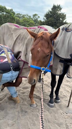 Grumpy pregnant mares are the best at teaching colts how to behave #howitsdone #equestrian #farrier #horsesoftiktok #farrierday #australia #equestrianlife #thoroughbred | Sandra Gallegos