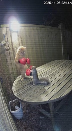 Cat vs Squirrel Backyard Boxing😂 #CCTVFootage #funnyanimals #catfight #squirrelboxing #AnimalComedy | The Viral Cam