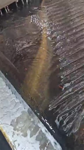 #goldmining #gravityseparation #sustainability #ethiopia #akobominerals #goldrecovery #sustainablemining #gold #mining #goldprocessing #segeleproject | Jørgen Evjen