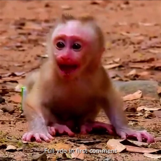 5.9K views · 115 reactions | Please Loves Poo Cute Baby / Merciful Life of Baby Monkey  Check full vdo in first comment | Hello Monkey | Facebook