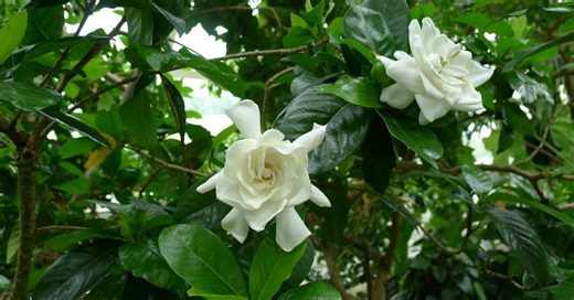 Dos Gardenias: Two Gardenia Fragrances To Die For ~ Vintages ~ Fragrantica