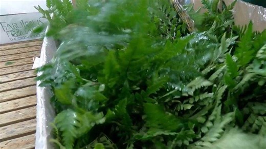 Central Florida fern growers brace for freeze as Valentine’s demand ramps up
