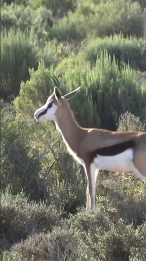 Springbok Leaping in the Savannah 🦌