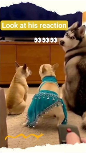 The Main Character Energy! 🐾🕺 #DancingDog #FunnyPet #Shorts #mardanpetscenter #viral #trending #ai