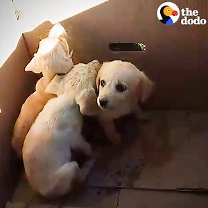 15M views · 86K reactions | This man visits dumpsters every single day to pull out abandoned puppies  | The Dodo | Facebook