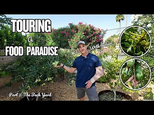 Touring a THRIVING Backyard FOOD PARADISE in Glendale, AZ! Part 2: Papayas, Figs, Mangoes & More!