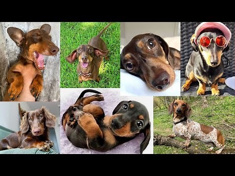 Nonstop Happyness One Hour Naughty Dachshund Playful Cute Funny Videos . I can't Stop Laughing 😆😍