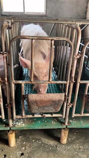 Karen the Sow: Complaining About Service in Her Individual Cage 👀