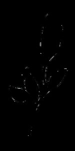 Music — DAVID RAMIREZ