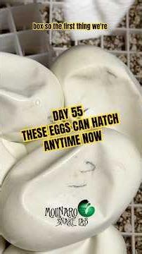 These eggs will be hatching anytime now! #molinarosnakelab #python #royalpython #ball #hatchingegg