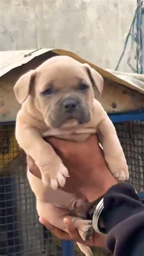 8810623046 American Bully puppy available strong body booking open#ambully#dog#petnow#petshop#viral
