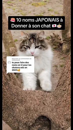 10 Noms Japonais Pour Chats Commencant Par 'U'