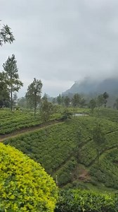 57K views · 1.7K reactions | Tea Factory Sri Lanka | Arpita Das | Facebook