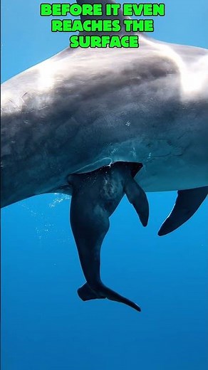 The First Seconds of Life Under the Sea 🐬✨