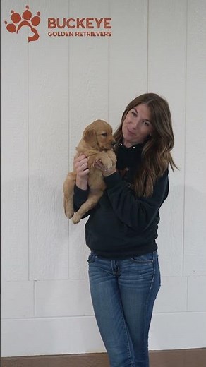 Stella - 3.0 - AKC Dark Red Golden Retriever Puppies | Buckeye Golden Retrievers