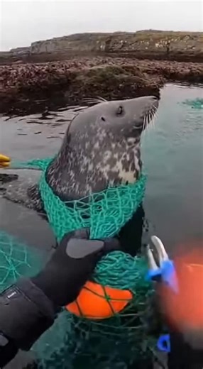 Harbor Seal Freed from Dangerous Plastic Ring
