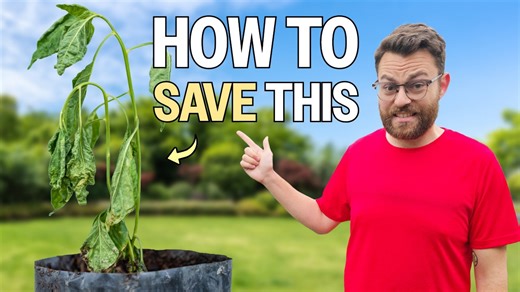 Common Beginner Mistakes That Are Killing Your Plants