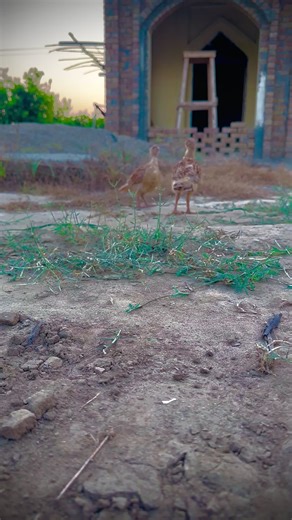 Understanding 'Jendeh' Meaning in Farsi Context