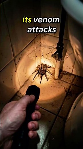 Why This Spider Scares Millions in Australia