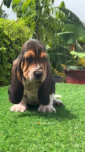 Lowrider Bassethounds on Instagram: "He was one of pup from beginning of 2025. When he was 8 weeks old ❤️❤️🫰 It’s gona work for the WAIT on a pup in 2026 litters ❤️❤️❤️ #bassethoundpuppy #bassethoundmoments #bassetsofinstagram #bassethoundsofinstagram #bassetpuppies"