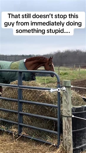 2.1K views · 23 reactions | Horse so cute ❤#horse #horses #horsepower #horseriding #horselover #fyp | Anna Anna | Facebook