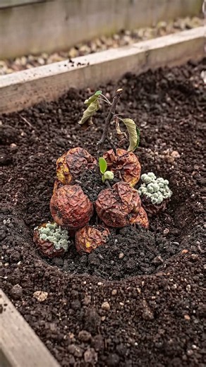 Don't throw away old apples! Do this instead 🍎👇