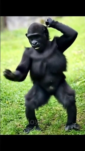 Viral Monkey Macarena Dance – So Adorable! 💃🐵