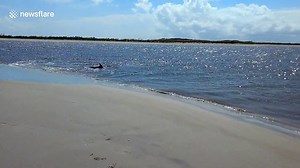 US woman films dolphins beaching themselves to feast on fish