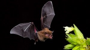 This is how bats survive deadly viruses better than humans