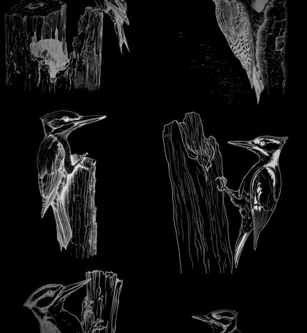 118+ Woodpecker Procreate Stamps, Bird Png Bundle, Instant Download - Etsy UK