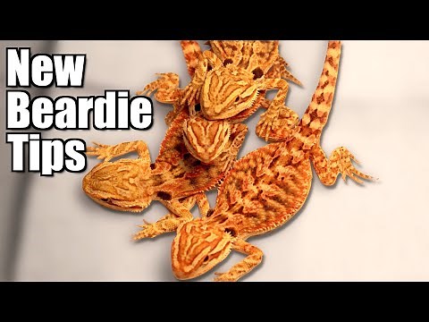 Your New Bearded Dragon - First Week