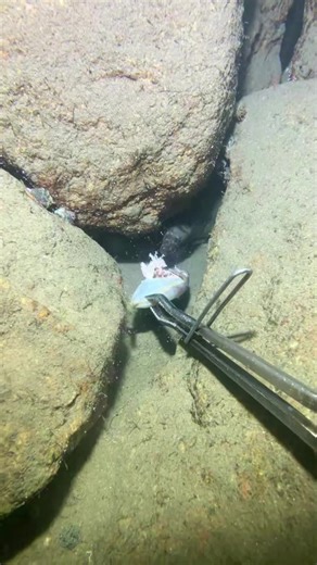 #deepsea #nature #catchseafood #beach #oceanexploration