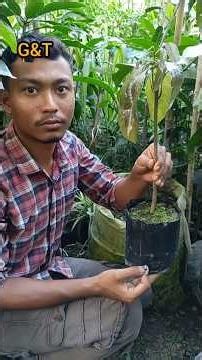 mango grafting new techniques (jorkalam) #grafting #gardening #terracegarden