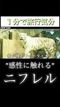 [NOT Aquarium] A new experience at Nifrel #Nifrel #NIFREL #OsakaSightseeing #Expo Commemoration P...
