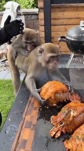 6.9K views · 21 reactions | Monkey does not like big lobsters 1800sch | Myrtleno Lawa | Facebook