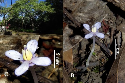 Rare plant species rediscovered in Masungi Georeserve after 130 years | ABS-CBN News