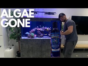 HOW TO KILL ALGAE / DIATOMS in your reef aquarium using VIBRANT