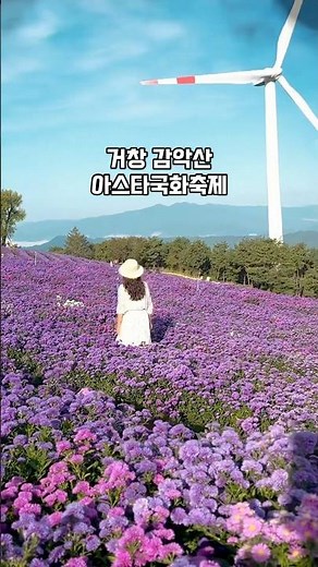거창 여행 가볼만한곳 감악산 아스타국화 축제 / 감악산 꽃&별여행