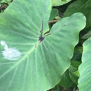 9.5K views · 249 reactions | Taro Leaf is waterproof! How? It is made possible by numerous tiny waxy spikes on the surface of its leaves that repel the water. | Kauai.com | Facebook