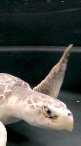 4.9K views · 77 reactions | IMMS is excited to announce that we will be hosting our first sea turtle release for 2024 this Thursday March 21st at 10:30AM in Biloxi! The event will take place in front of the public beach parking area located just east of Rodenberg Avenue and Sharkhead's Souvenir Shop. | The Institute for Marine Mammal Studies | Facebook