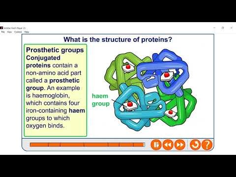 Protein structure and function ANIMATION